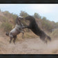Fight In The Wash