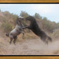 Fight In The Wash
