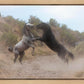 Fight In The Wash
