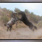 Fight In The Wash