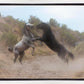 Fight In The Wash