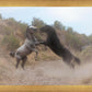 Fight In The Wash