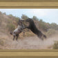 Fight In The Wash
