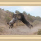 Fight In The Wash