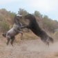 Fight In The Wash