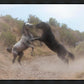 Fight In The Wash