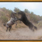 Fight In The Wash
