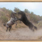 Fight In The Wash