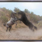 Fight In The Wash