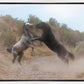 Fight In The Wash