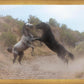 Fight In The Wash
