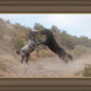 Fight In The Wash