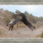 Fight In The Wash