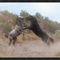 Fight In The Wash