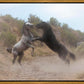 Fight In The Wash