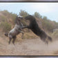 Fight In The Wash
