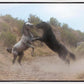 Fight In The Wash