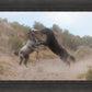 Fight In The Wash