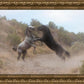 Fight In The Wash