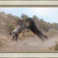 Fight In The Wash