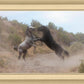 Fight In The Wash