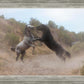 Fight In The Wash