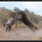 Fight In The Wash