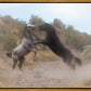 Fight In The Wash