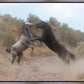 Fight In The Wash