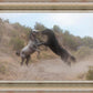 Fight In The Wash