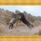 Fight In The Wash