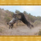 Fight In The Wash