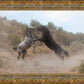 Fight In The Wash