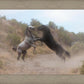 Fight In The Wash