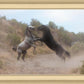 Fight In The Wash