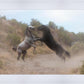 Fight In The Wash