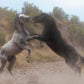 Fight In The Wash