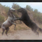Fight In The Wash