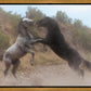 Fight In The Wash