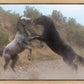 Fight In The Wash
