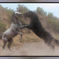 Fight In The Wash