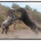 Fight In The Wash