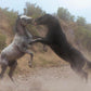 Fight In The Wash