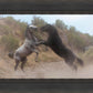 Fight In The Wash