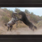 Fight In The Wash