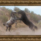 Fight In The Wash
