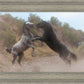 Fight In The Wash