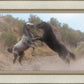 Fight In The Wash