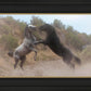 Fight In The Wash