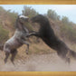 Fight In The Wash
